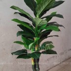 cây vạn niên thanh giả 180cm lá đốm xanh